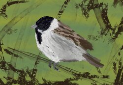 Reed bunting